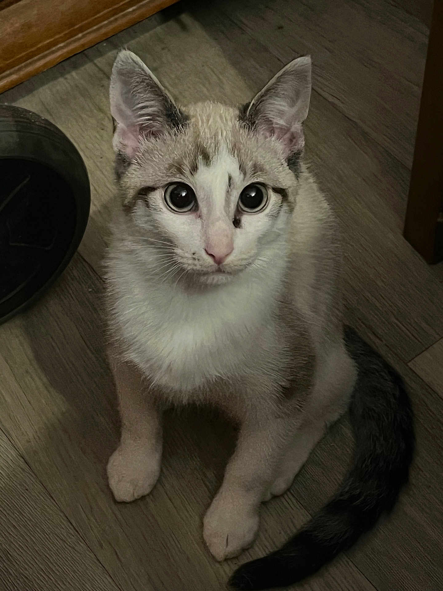 Arès a rejoint le concours — aidez-le/la à gagner de superbes lots ! kitten, cat, pet, animal, fur, whiskers, floor, wooden_floor, tail, ears, indoor, cute, young, domestic, looking_up, sitting, curious, small, feline, close_up