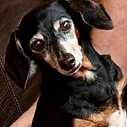 Stella is registered to the contest to win money with this photo: dog, dachshund, pet, animal, black_and_tan, lap, couch, indoor, closeup, portrait, ears, fur, brown, black, white, face, eyes, snout, domestic_animal, companion