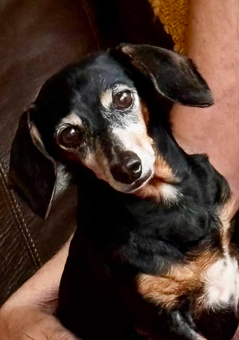 Stella is registered to the contest to win money with this photo: dog, dachshund, pet, animal, black_and_tan, lap, couch, indoor, closeup, portrait, ears, fur, brown, black, white, face, eyes, snout, domestic_animal, companion