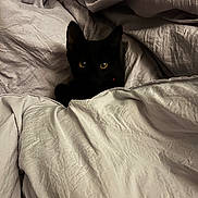 Toothless joined the competition — help win amazing prizes! animal, bed, black_cat, blanket, cat, comfort, cozy, cute, dark_fur, ears, eyes, fur, hidden, indoor, pet, relaxation, resting, sleeping_area, soft, yellow_eyes