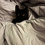 animal, bed, black_cat, blanket, cat, comfort, cozy, cute, dark_fur, ears, eyes, fur, hidden, indoor, pet, relaxation, resting, sleeping_area, soft, yellow_eyes
