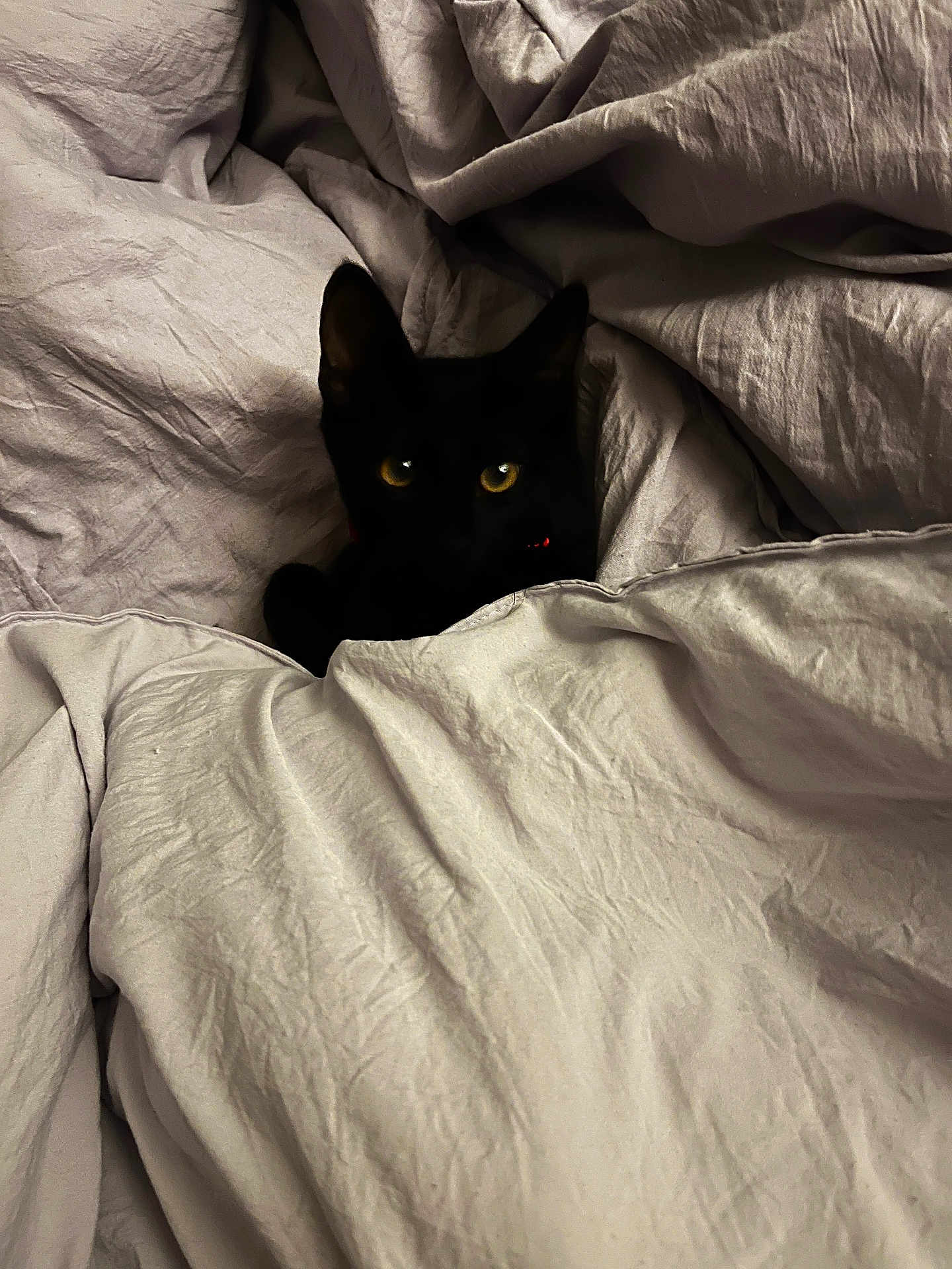Toothless