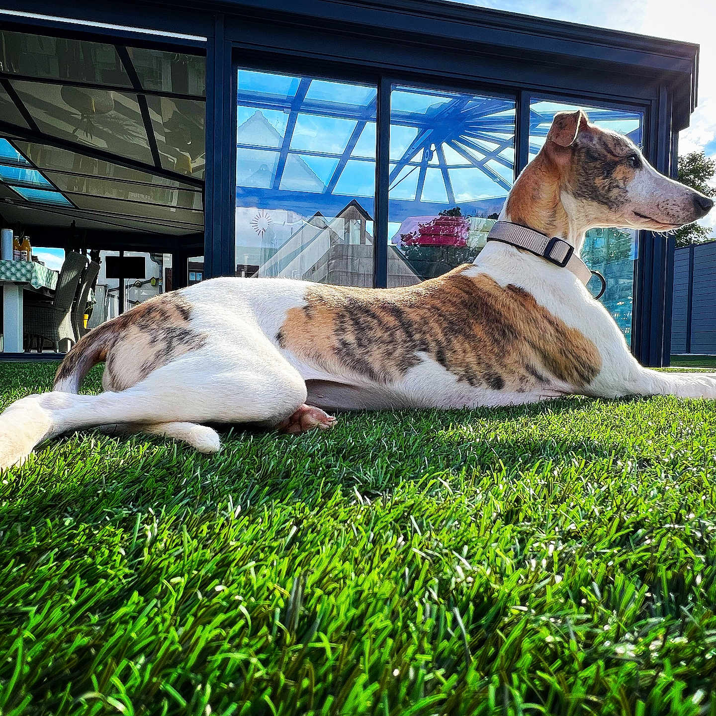 Vertige De L Amour participe au concours pour gagner de l'argent avec cette photo : animal, architecture, building, canine, chair, computerhardware, desk, dog, electronics, furniture, grass, hardware, hound, lawn, nature, outdoors, pet, plant, shelter, table