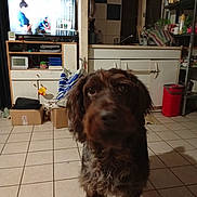 Oslo participe au concours pour gagner de l'argent avec cette photo : dog, brown_dog, indoor, kitchen, tiled_floor, television, cabinet, trash_bin, household_items, curious, pet, furniture, clutter, plastic_bag, shelf, lighting, floor, room, appliance, domestic