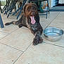 Oslo participe au concours pour gagner de l'argent avec cette photo : dog, tongue, water_bowl, patio, tile_floor, chair, outdoor, door, relaxed, resting, brown_dog, long_hair, furniture, metal, animal, pet, daylight, home, floor, canine