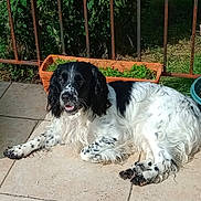 Prince a rejoint le concours — aidez-le/la à gagner de superbes lots ! dog, black_and_white, long_ears, lying_down, patio, tiles, plant_pots, greenery, sunlight, outdoor, fence, relaxed, curious, flower_pot, garden, nature, summer, animal, pet, canine