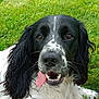 Prince a rejoint le concours — aidez-le/la à gagner de superbes lots ! dog, black_and_white, tongue_out, grass, outdoor, pet, animal, canine, happy, ears, fur, close_up, face, lying_down, nature, friendly, playful, summer, tongue, portrait