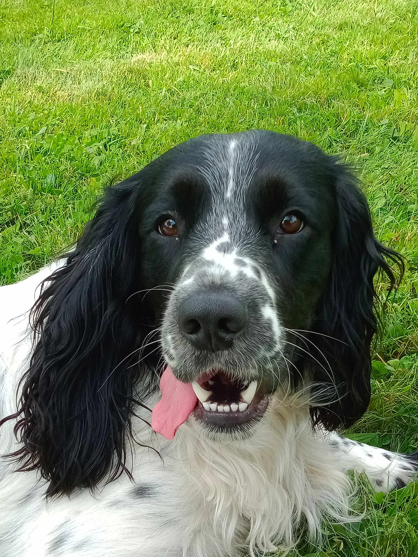 Prince a rejoint le concours — aidez-le/la à gagner de superbes lots ! dog, black_and_white, tongue_out, grass, outdoor, pet, animal, canine, happy, ears, fur, close_up, face, lying_down, nature, friendly, playful, summer, tongue, portrait