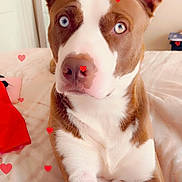 Roc is registered to the contest to win money with this photo: dog, blue_eyes, brown_and_white, bed, indoor, heart_graphics, pet, canine, fur, ears, nose, portrait, laying_down, cute, animal, love, closeup, domestic, friendly, companion