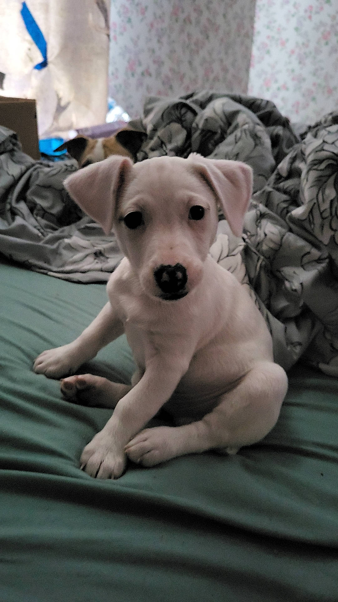 Zero is registered to the contest to win money with this photo: canidae, carnivore, collar, comfort, companion_dog, dog, dog_breed, dog_collar, dog_supply, fawn, guard_dog, paw, puppy, rampur_greyhound, snout, sporting_group, terrestrial_animal, toy_dog, whiskers, working_animal