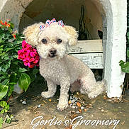 Juju is registered to the contest to win money with this photo: animal, canine, dog, flower, flowerarrangement, flowerbouquet, geranium, herbal, herbs, jar, pet, petal, plant, planter, poodle, pottedplant, pottery, puppy, vase, whitedog