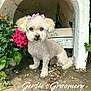 animal, canine, dog, flower, flowerarrangement, flowerbouquet, geranium, herbal, herbs, jar, pet, petal, plant, planter, poodle, pottedplant, pottery, puppy, vase, whitedog