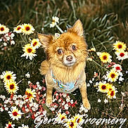 Coco is registered to the contest to win money with this photo: anemone, animal, canine, daisy, dog, face, flower, flowerarrangement, grass, head, herbal, herbs, nature, outdoors, pet, petal, plant, puppy, sunflower, vegetation