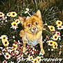 anemone, animal, canine, daisy, dog, face, flower, flowerarrangement, grass, head, herbal, herbs, nature, outdoors, pet, petal, plant, puppy, sunflower, vegetation