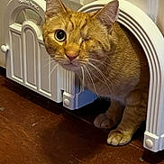 Kitty Wap joined the competition — help win amazing prizes! cat, orange_cat, one-eyed, pet_door, wooden_floor, indoor, curious, feline, whiskers, ears, paws, animal, pet, cute, domestic_cat, fur, portrait, close-up, home, doorway