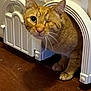 cat, orange_cat, one-eyed, pet_door, wooden_floor, indoor, curious, feline, whiskers, ears, paws, animal, pet, cute, domestic_cat, fur, portrait, close-up, home, doorway