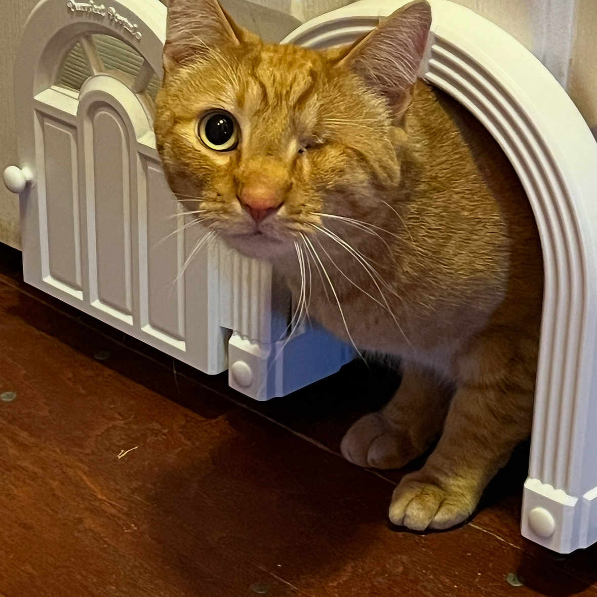 Kitty Wap joined the competition — help win amazing prizes! animal, cat, close-up, curious, cute, domestic_cat, doorway, ears, feline, fur, home, indoor, one-eyed, orange_cat, paws, pet, pet_door, portrait, whiskers, wooden_floor