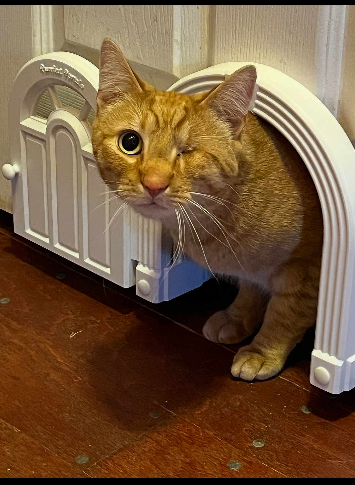 Kitty Wap joined the competition — help win amazing prizes! cat, orange_cat, one-eyed, pet_door, wooden_floor, indoor, curious, feline, whiskers, ears, paws, animal, pet, cute, domestic_cat, fur, portrait, close-up, home, doorway
