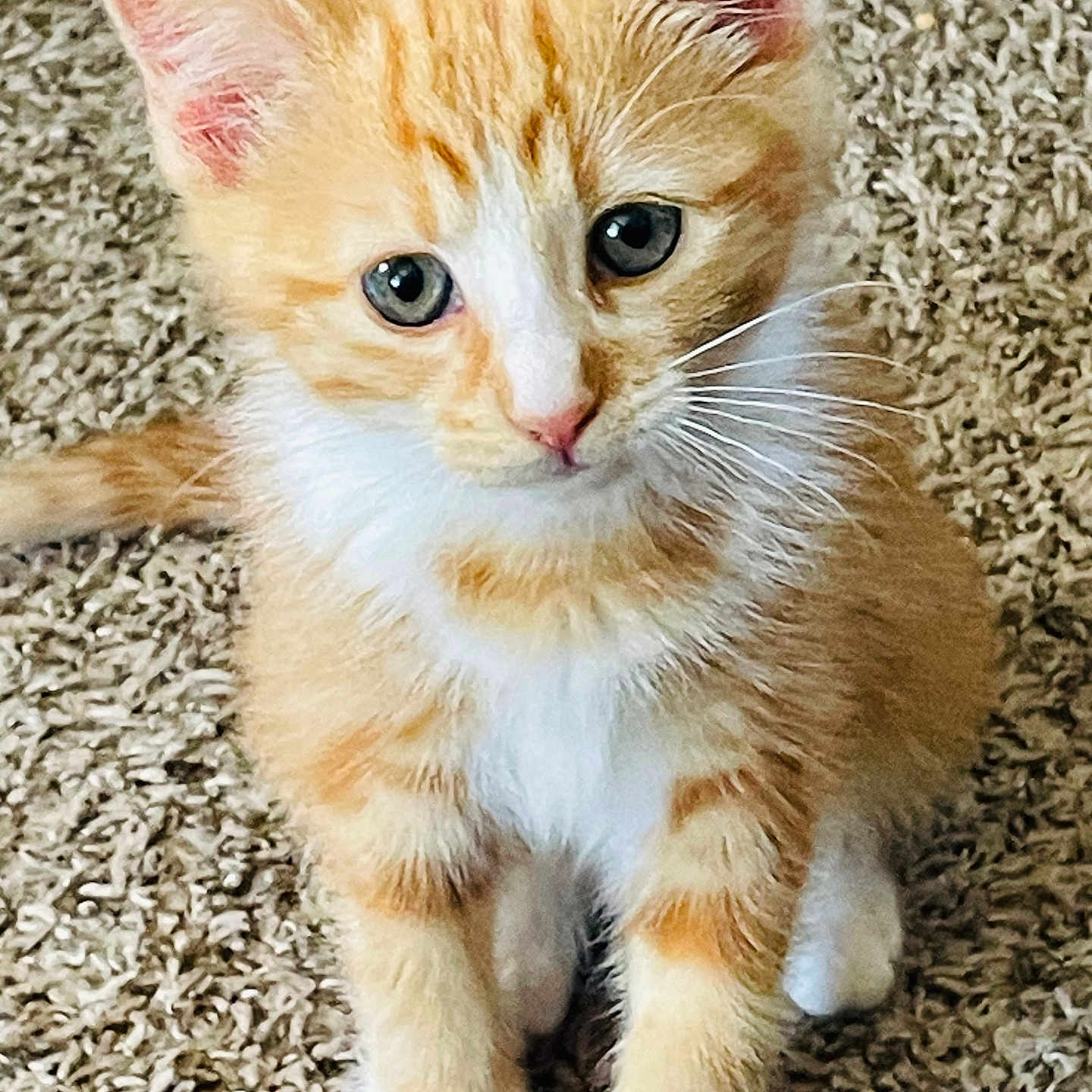 Cheeto is registered to the contest to win money with this photo: abyssinian, angora, animal, cat, kitten, manx, pet, siamese