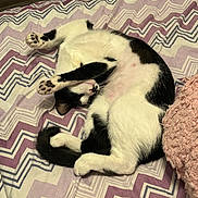 Joey And Zoey joined the competition — help win amazing prizes! cat, black_and_white_cat, bed, blanket, patterned_bedspread, paw_pads, paws, belly, nap, sleeping, whiskers, fur, cozy, indoor, pet, curled_up, pink_pillow, textile, wooden_headboard, relaxing