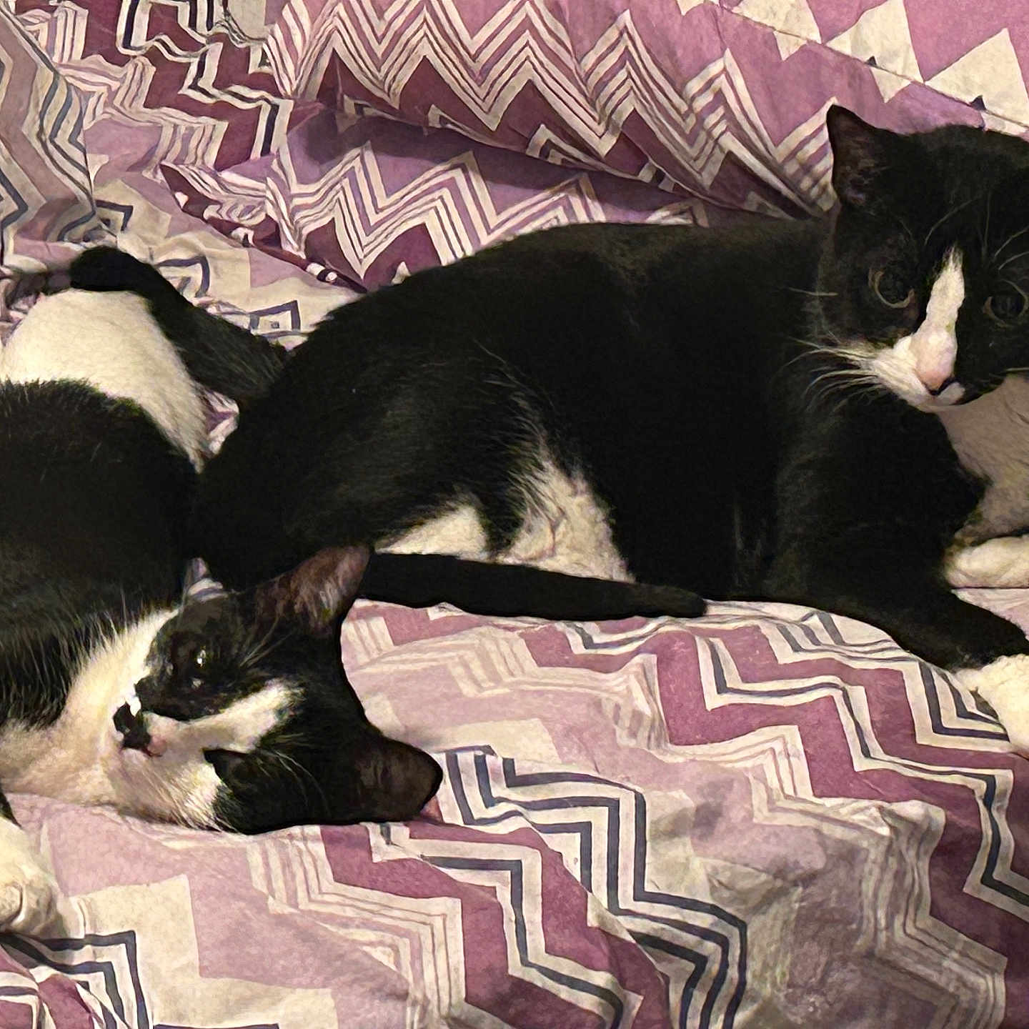 Joey And Zoey is registered to the contest to win money with this photo: bed, bedding, black_and_white, blanket, cat, companion, cozy, fur, indoor, lying_down, pattern, paws, pet, purple, relaxed, stare, tuxedo_cat, two_cats, whiskers, zigzag