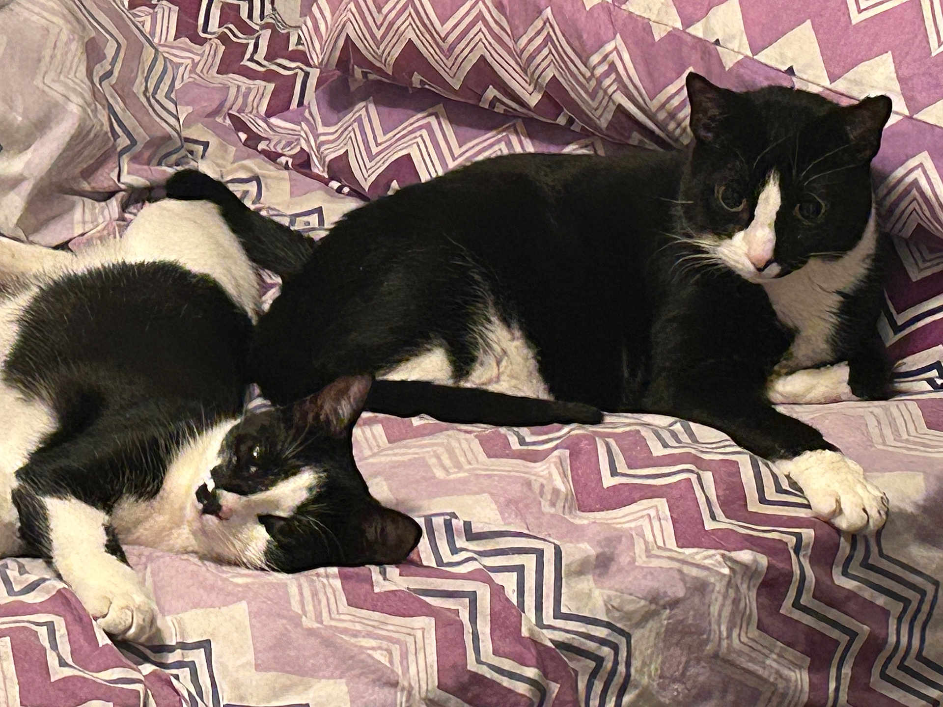 Joey And Zoey is registered to the contest to win money with this photo: cat, tuxedo_cat, two_cats, bed, blanket, purple, pattern, zigzag, bedding, whiskers, paws, fur, black_and_white, relaxed, lying_down, indoor, pet, cozy, stare, companion