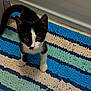 kitten, cat, black_and_white, curious, pet, indoor, striped_rug, floor, small, animal, young, fur, whiskers, ears, eyes, tail, cute, playful, looking_up, domestic