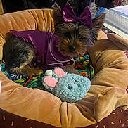 Lily joined the competition — help win amazing prizes! dog, puppy, pet_bed, purple_clothing, bow, toy, blue_bunny, blanket, indoor, small_dog, cute, fur, ears, animal, resting, cozy, fabric, plush, colorful, comfort