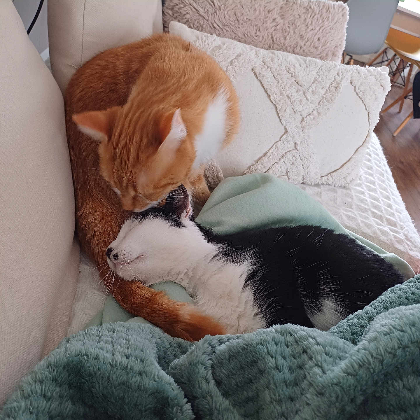 Tigrou Et Tomy participe au concours pour gagner de l'argent avec cette photo : animal, bed, bedroom, blanket, cat, computer, couch, cushion, electronics, furniture, homedecor, indoors, kitten, laptop, pc, person, pet, quilt, room, sleeping