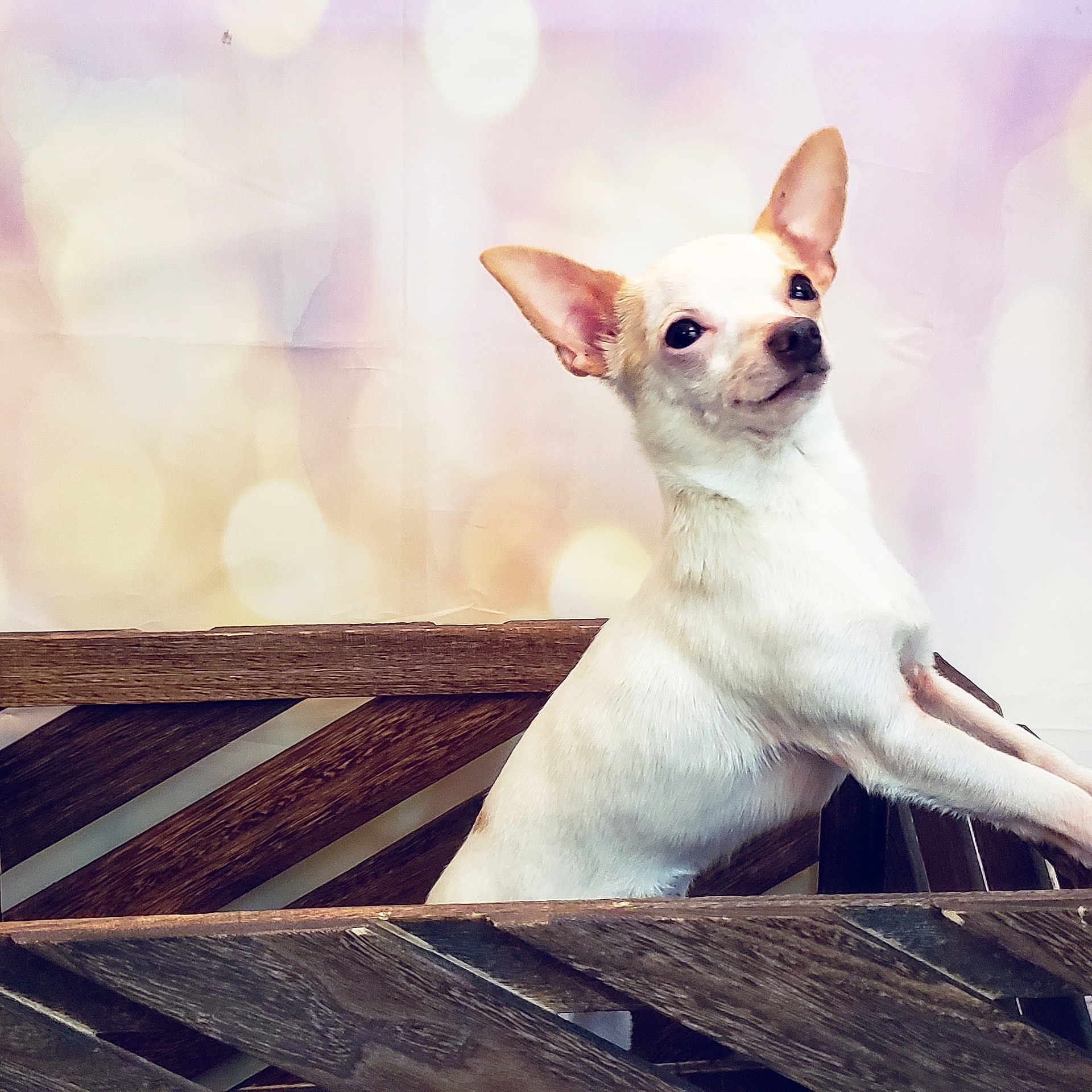 Apollo joined the competition — help win amazing prizes! canidae, carnivore, chihuahua, companion_dog, dog, dog_breed, ear, fawn, mammal, puppy, snout, toy_dog, vertebrate, whiskers
