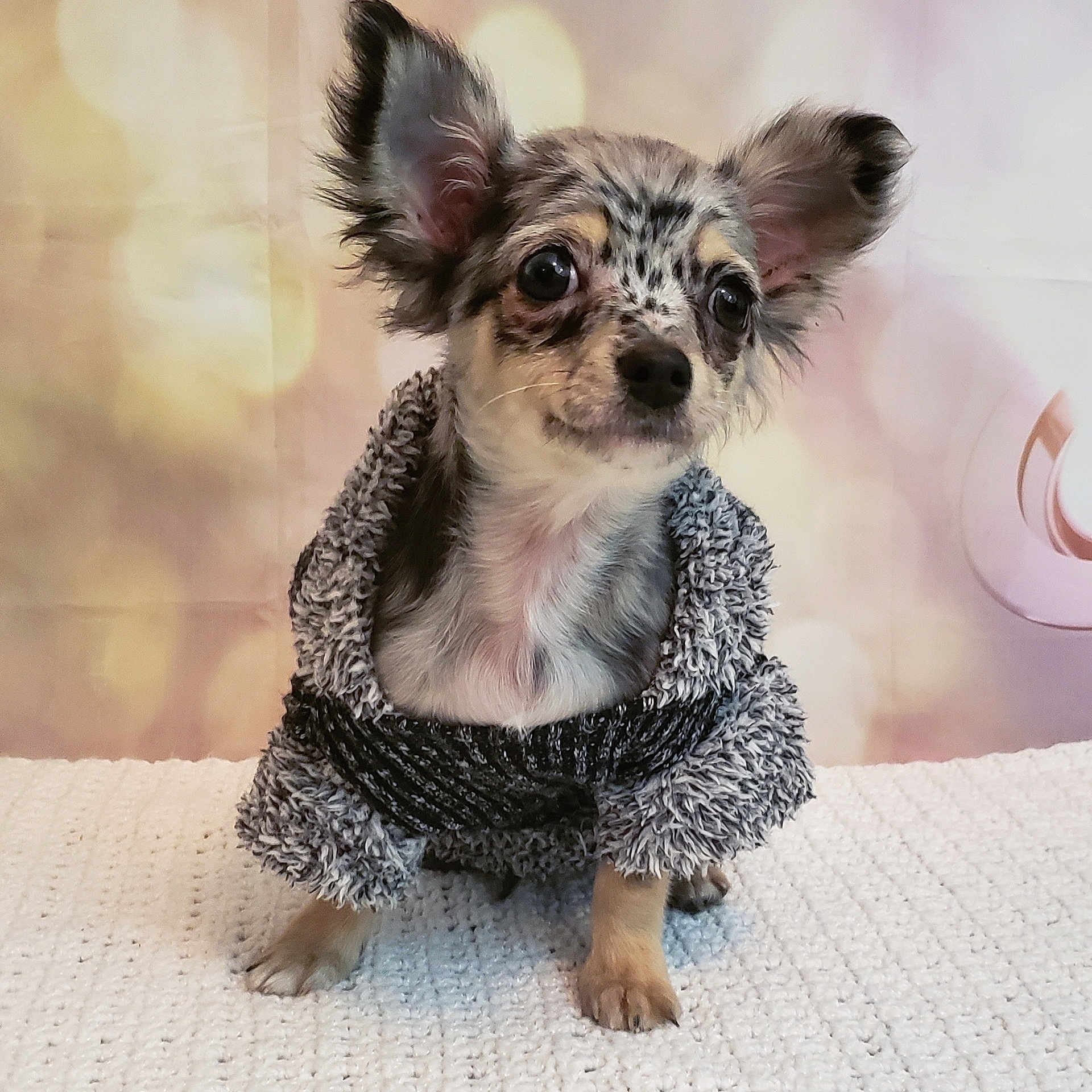 Merle