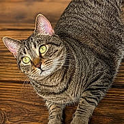 Shadow joined the competition — help win amazing prizes! cat, tabby_cat, green_eyes, whiskers, fur, pet, animal, wooden_floor, flooring, close_up, indoor, feline, resting, looking_up, curious, texture, striped, domestic_cat, mammal, portrait