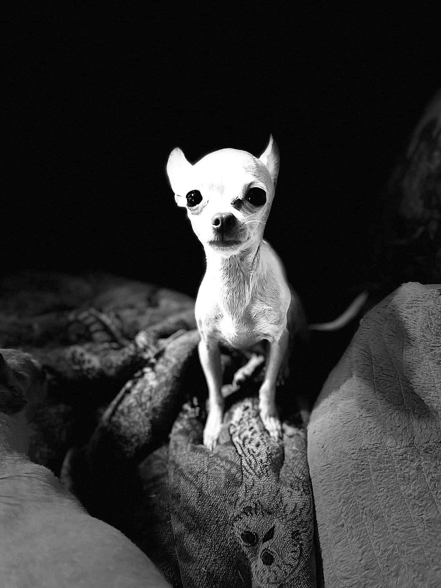 Pinky joined the competition — help win amazing prizes! black_and_white, bone, canidae, carnivore, chihuahua, companion_dog, darkness, dog, dog_breed, fawn, flash_photography, grey, monochrome, monochrome_photography, snout, style, terrestrial_animal, toy_dog, whiskers, working_animal