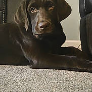 Spike is registered to the contest to win money with this photo: animal, black_leather_chair, calm, canine, carpet, chocolate_labrador, companion, dog, domestic_animal, floor, furniture, house, indoor, labrador, looking_at_camera, lying_down, mammal, pet, portrait, resting