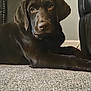 animal, black_leather_chair, calm, canine, carpet, chocolate_labrador, companion, dog, domestic_animal, floor, furniture, house, indoor, labrador, looking_at_camera, lying_down, mammal, pet, portrait, resting