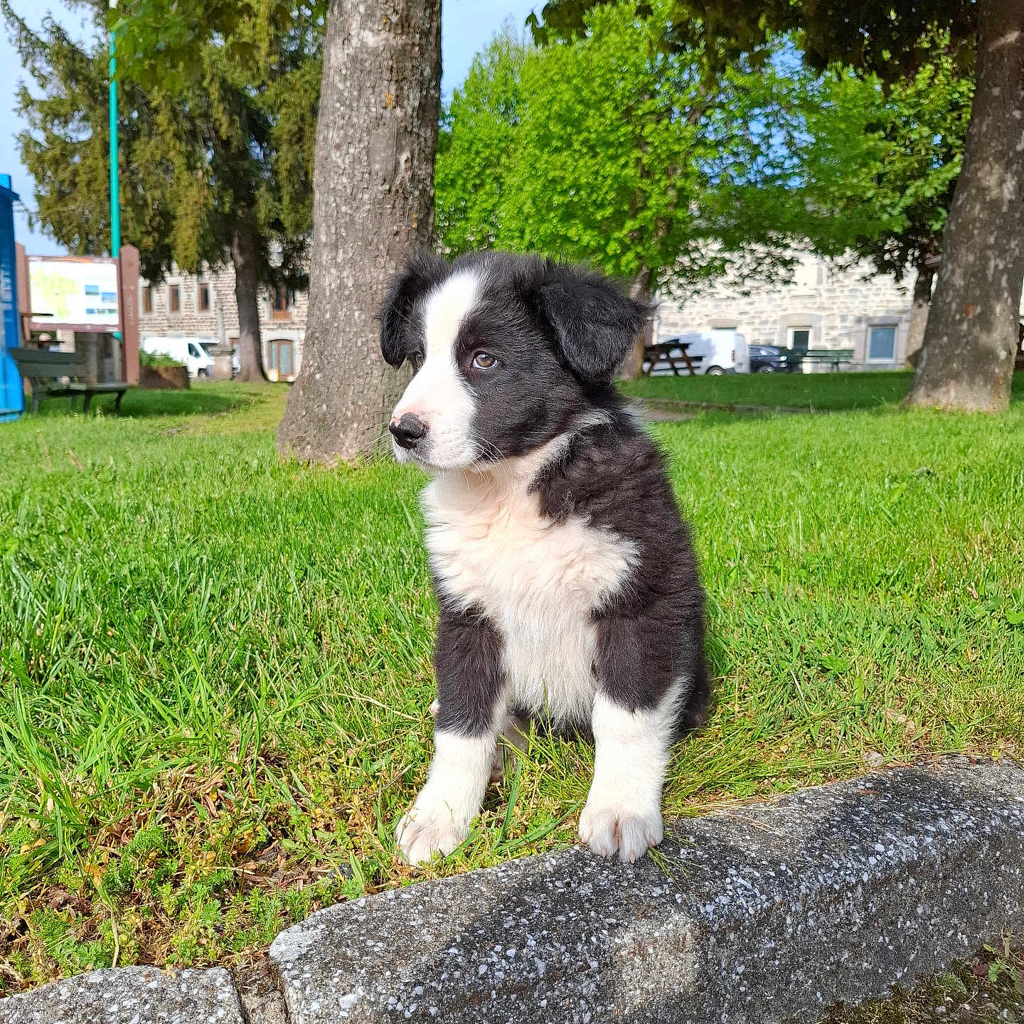 Appy participe au concours pour gagner de l'argent avec cette photo : animal, bench, black_and_white, canine, curb, cute, daylight, dog, fur, grass, nature, outdoor, park, pet, puppy, side_view, sitting, sunny, tree, young