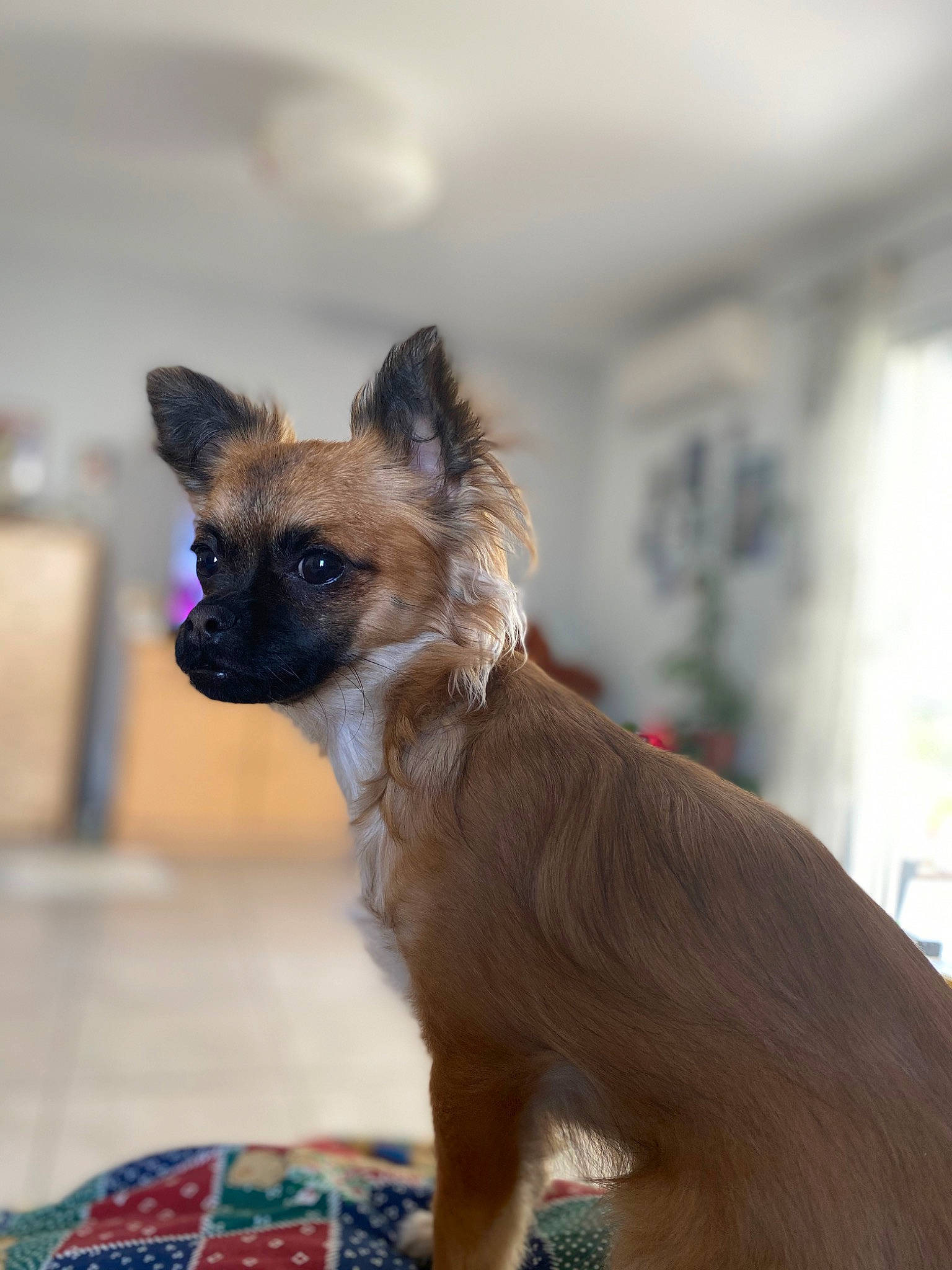 Pakita participe au concours pour gagner de l'argent avec cette photo : canidae, carnivore, companion_dog, dog, dog_breed, dog_supply, fawn, fur, liver, pattern, pet_supply, plaid, snout, sporting_group, tartan, terrestrial_animal, toy_dog, whiskers