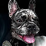 dog, french_bulldog, close_up, tongue_out, happy, pet, canine, ears, speckled_coat, black_background, indoor, person, legs, shoes, checkered_shoes, pant, animal, portrait, cute, smiling