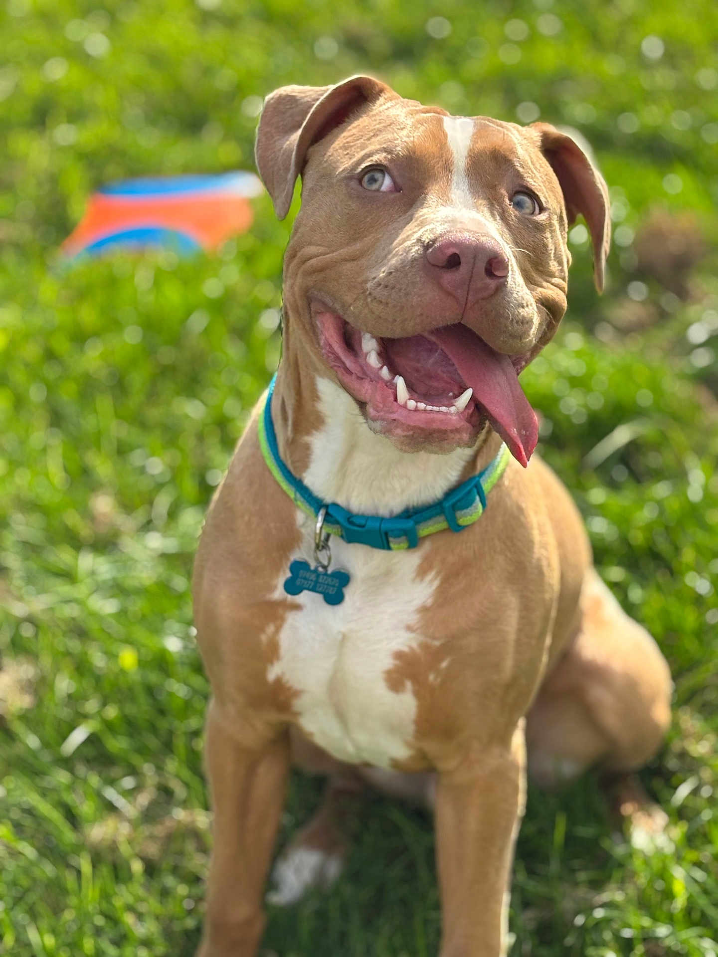 Koda