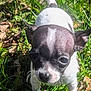Tiny is registered to the contest to win money with this photo: puppy, dog, grass, outdoor, pet, small_dog, black_and_white, animal, young, cute, ears, tail, nature, leaf, sunlight, close_up, fur, whiskers, front_paws, playful