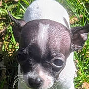 Tiny joined the competition — help win amazing prizes! puppy, dog, grass, outdoor, pet, animal, black_and_white, small_dog, young, cute, ears, tail, sunlight, nature, walking, fur, close_up, eyes, legs, whiskers