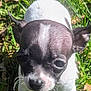 Tiny is registered to the contest to win money with this photo: puppy, dog, grass, outdoor, pet, animal, black_and_white, small_dog, cute, ears, tail, nature, young, fur, whiskers, daylight, closeup, curious, four_legs, canine