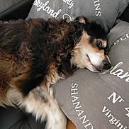Laïka participe au concours pour gagner de l'argent avec cette photo : dog, tricolor_dog, fluffy, long_hair, sleeping, resting, lying_down, sofa, couch, cushions, pillow, indoor, home, cozy, pet, animal, portrait, close_up, black_white_brown, relaxed
