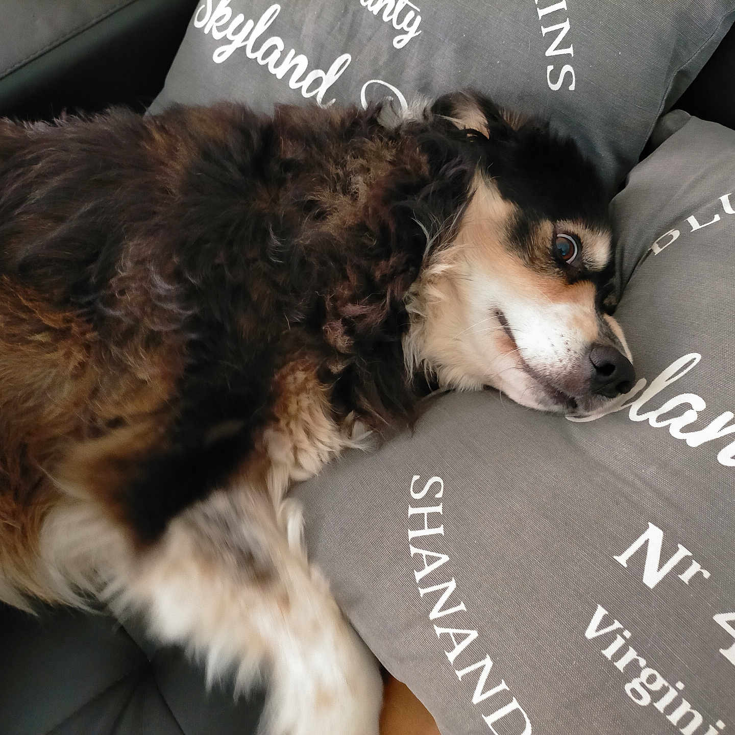Laïka