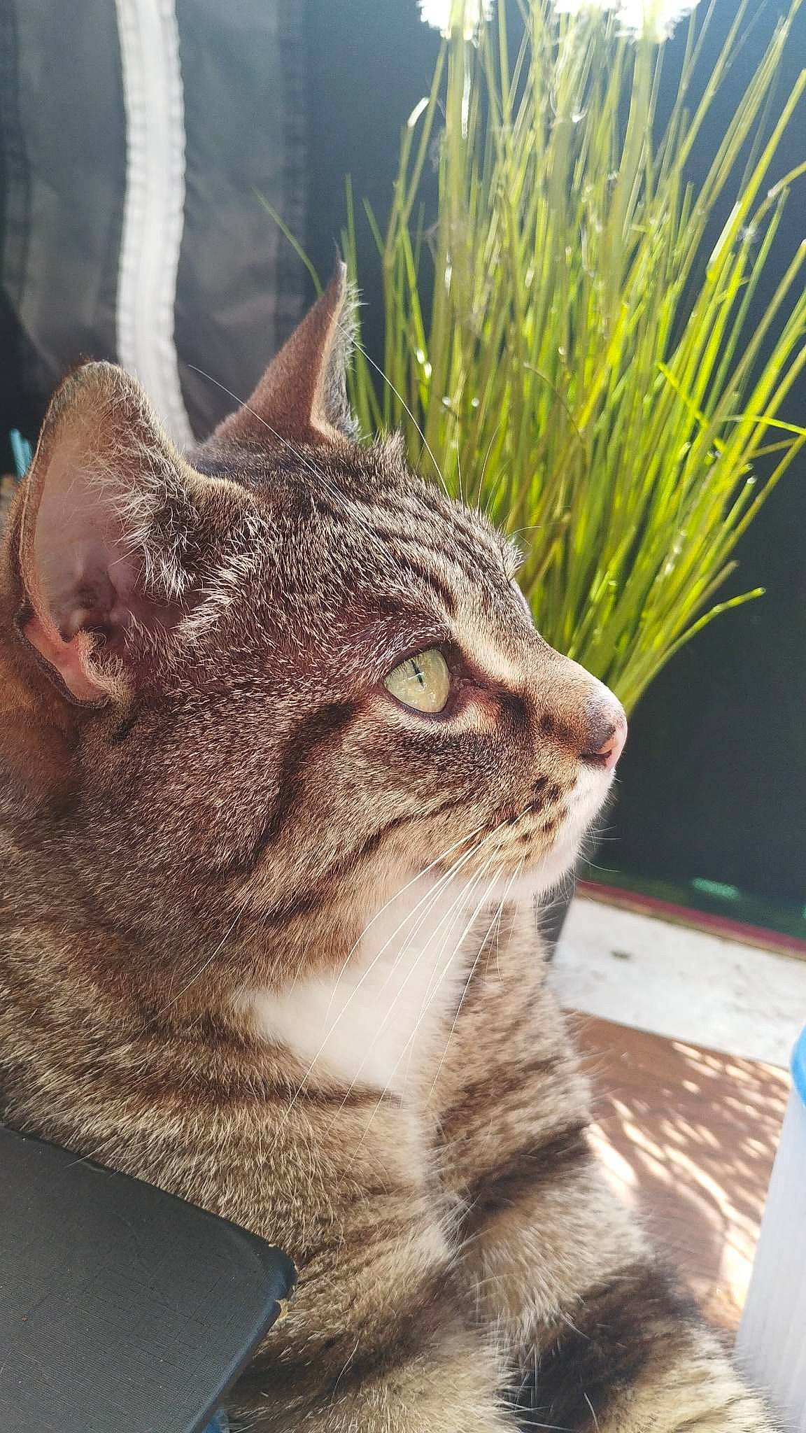 Mooglie participe au concours pour gagner de l'argent avec cette photo : carnivore, cat, domestic_short_haired_cat, felidae, flowerpot, fur, grass, herb, houseplant, mammal, plant, small_to_medium_sized_cats, snout, tail, terrestrial_animal, terrestrial_plant, whiskers, wildlife, window