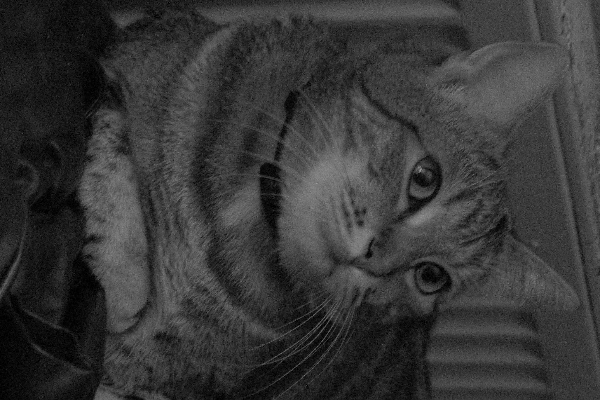 Bob a rejoint le concours — aidez-le/la à gagner de superbes lots ! black_and_white, carnivore, cat, darkness, domestic_short_haired_cat, ear, felidae, fur, grey, monochrome, monochrome_photography, paw, small_to_medium_sized_cats, still_life_photography, whiskers, wood