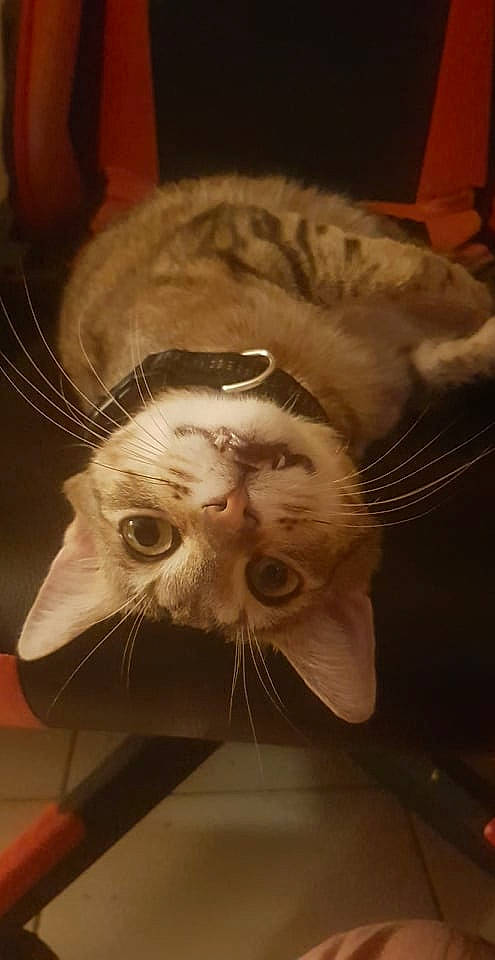 Bob a rejoint le concours — aidez-le/la à gagner de superbes lots ! art, beard, carnivore, cat, comfort, domestic_short_haired_cat, ear, fawn, felidae, fur, musical_instrument, nose, paw, plant, small_to_medium_sized_cats, snout, sunglasses, tail, whiskers, wood