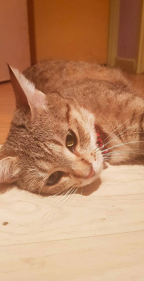 Bob a rejoint le concours — aidez-le/la à gagner de superbes lots ! carnivore, cat, claw, comfort, domestic_short_haired_cat, ear, fawn, felidae, fur, hardwood, nap, paw, sand, small_to_medium_sized_cats, snout, tail, whiskers, wildlife, window, wood