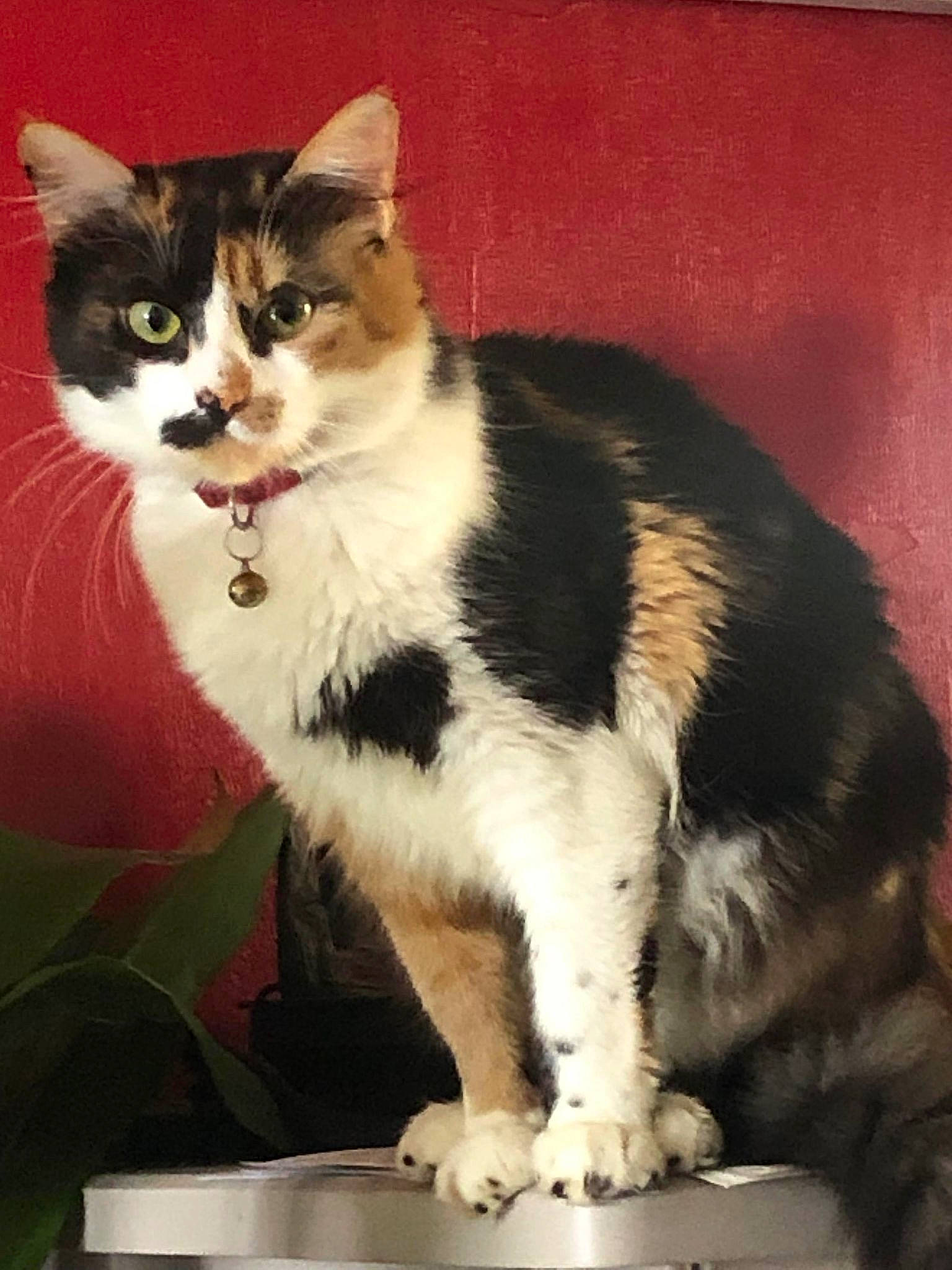 Pearl a rejoint le concours — aidez-le/la à gagner de superbes lots ! art, carnivore, cat, claw, domestic_short_haired_cat, felidae, fur, paw, photo_caption, sitting, small_to_medium_sized_cats, snout, tail, terrestrial_animal, tree, whiskers