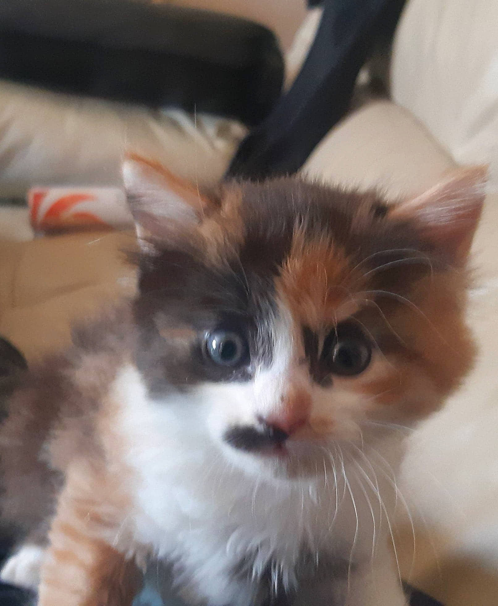 Pearl a rejoint le concours — aidez-le/la à gagner de superbes lots ! carnivore, cat, domestic_short_haired_cat, fawn, felidae, fur, plant, small_to_medium_sized_cats, snout, tail, terrestrial_animal, whiskers